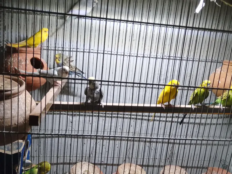 Bugies parrot — photo 2