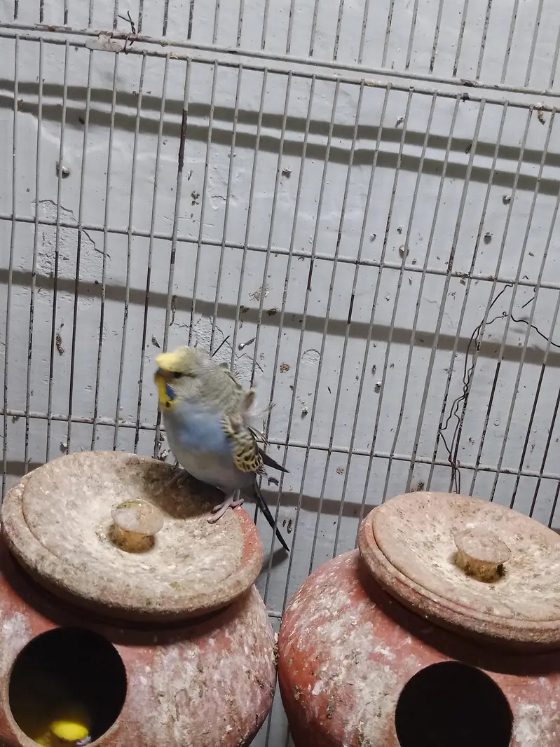 Bugies parrot — photo 3