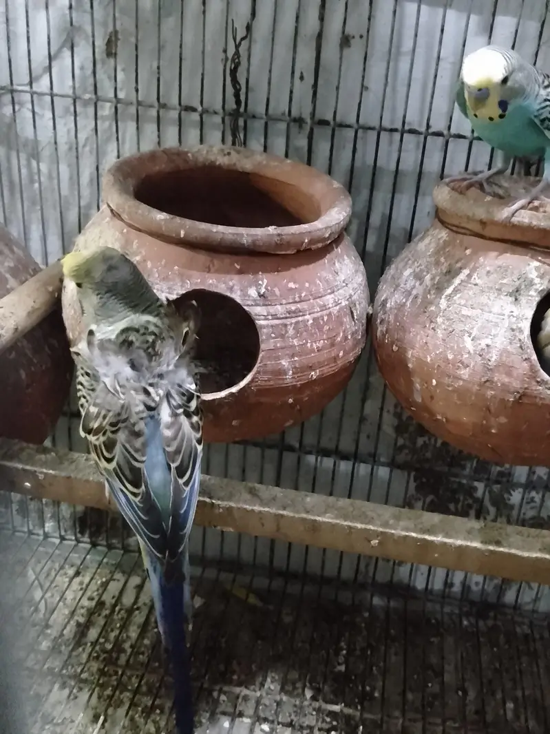 Bugies parrot — photo 4