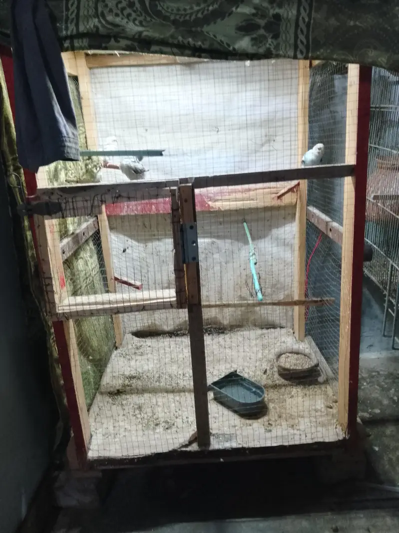 Bugies parrot — photo 5