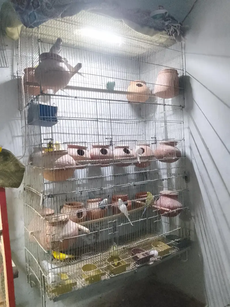 Bugies parrot — photo 6