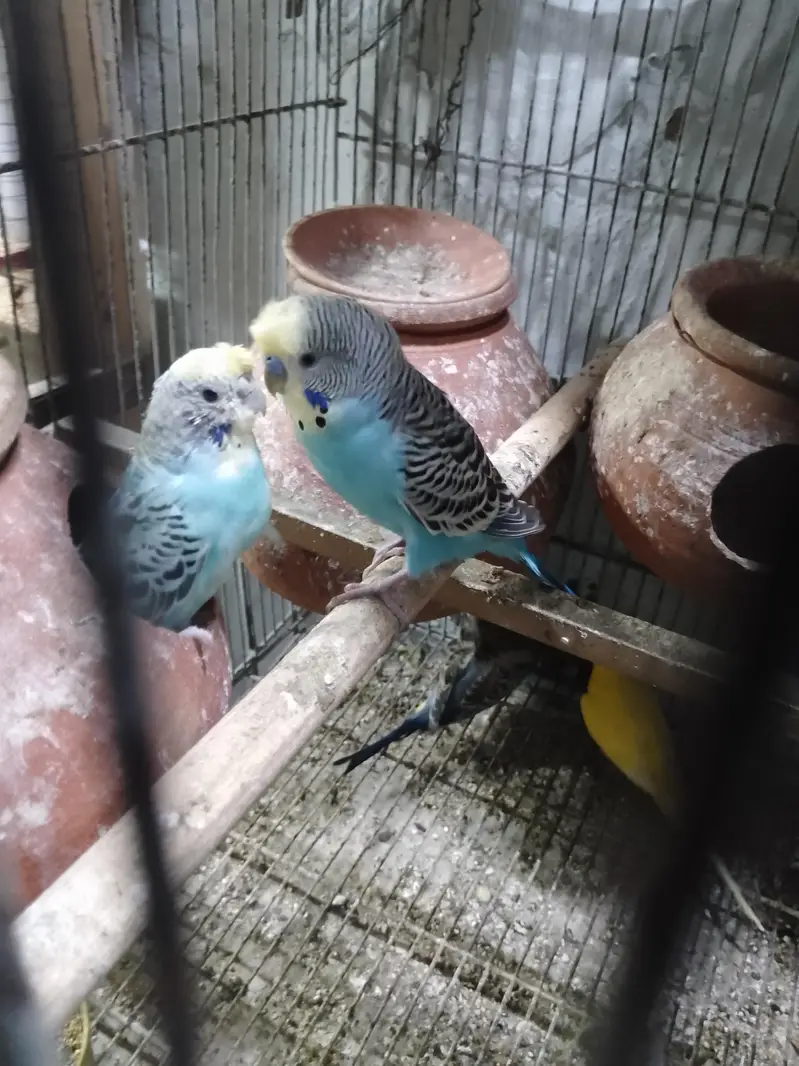 Bugies parrot — photo 7