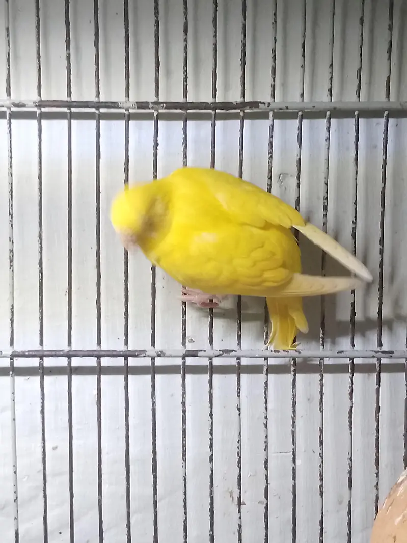 Bugies parrot — photo 8