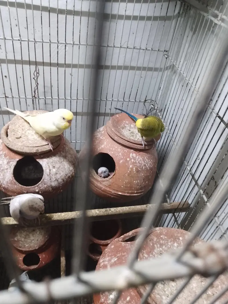 Bugies parrot — photo 9