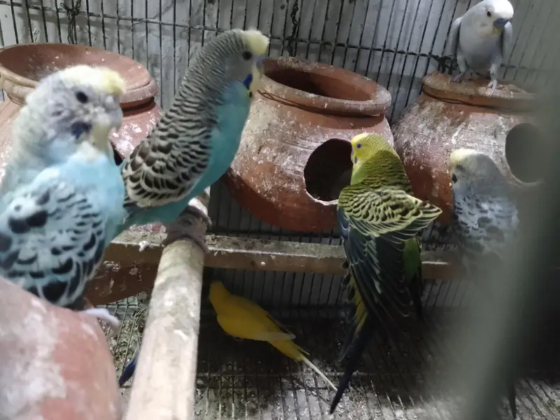 Bugies parrot — photo 10