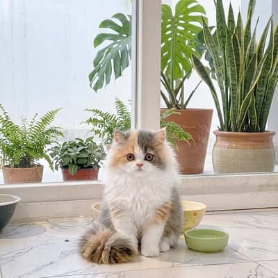 persian kittens Top Quality