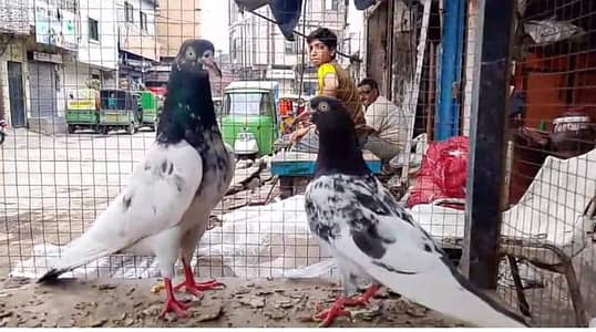 2 taddy pair + farozee puri pathi