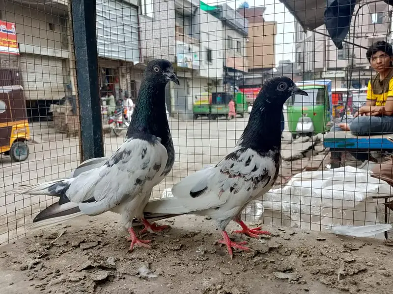 2 taddy pair + farozee puri pathi — photo 2