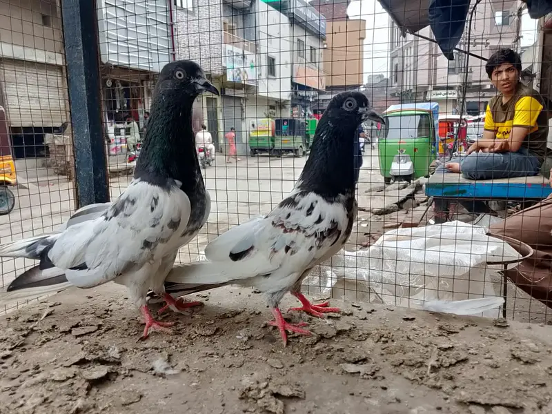 2 taddy pair + farozee puri pathi — photo 3