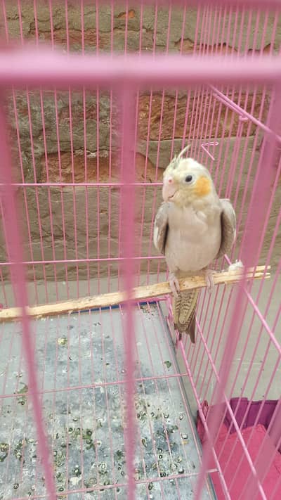 cocktail parrot