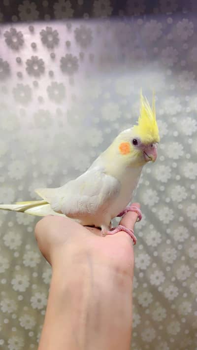 lutino cocktail orange cheeks