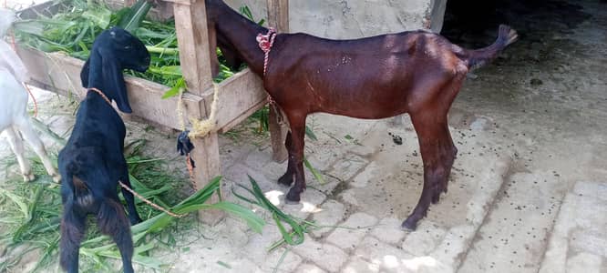 2dant bakri Sath 2 phat 3month