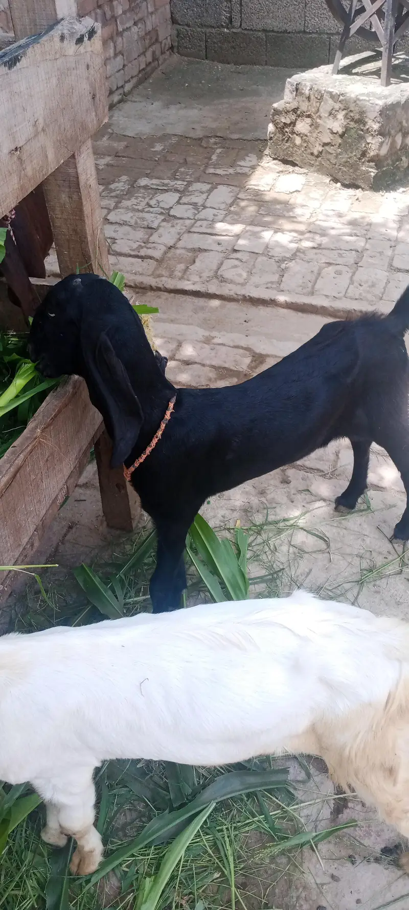 2dant bakri Sath 2 phat 3month — photo 2