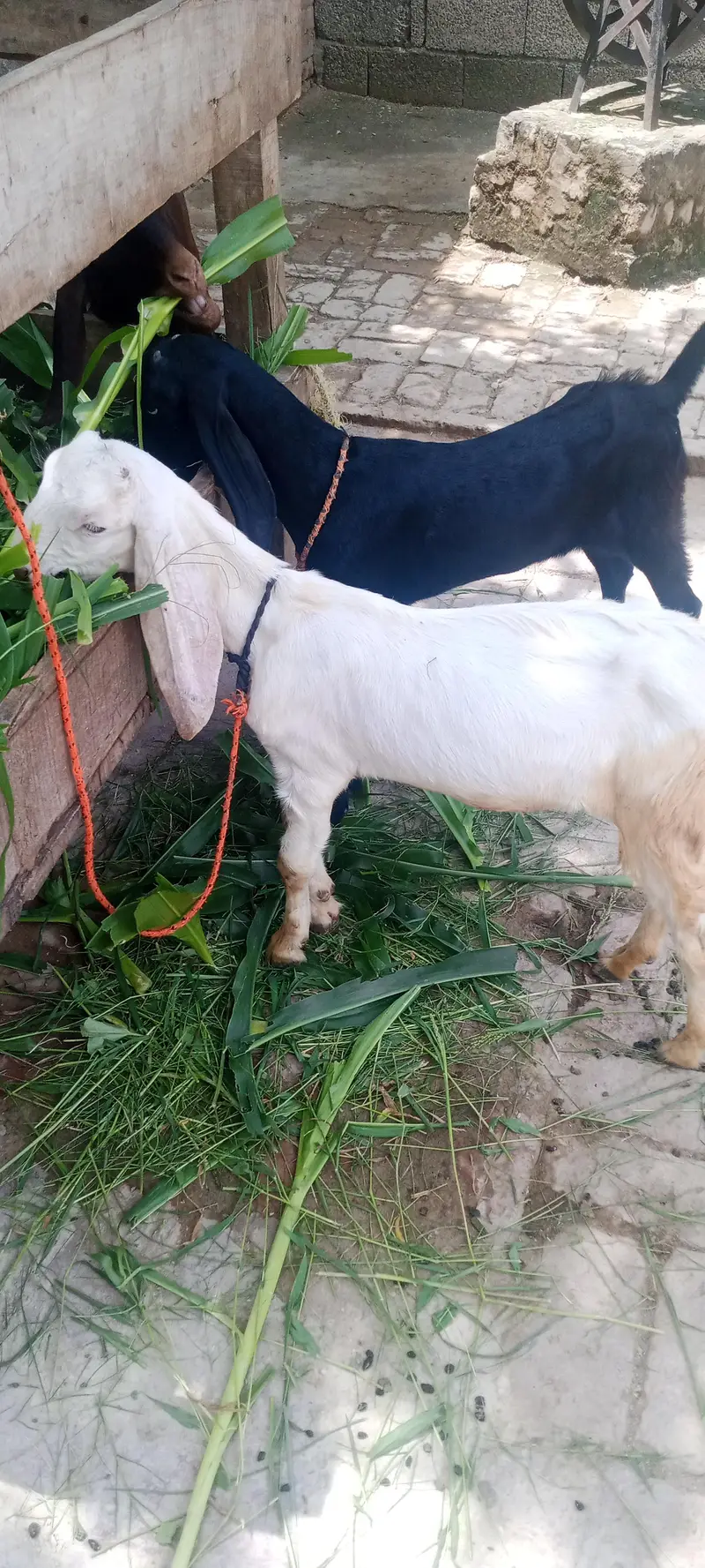 2dant bakri Sath 2 phat 3month — photo 3