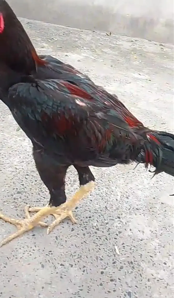 far sale — photo 5