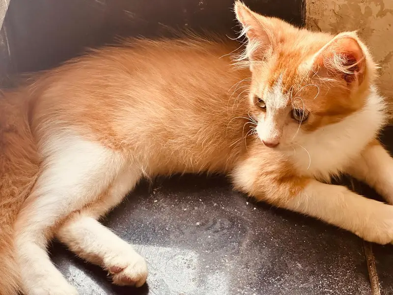 Persian cross 2 male kittens — photo 3