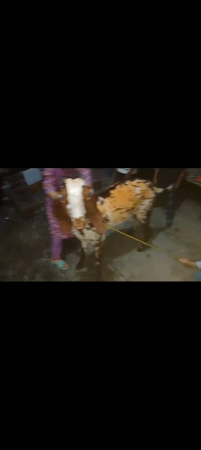 Makhi chini big size Bakri