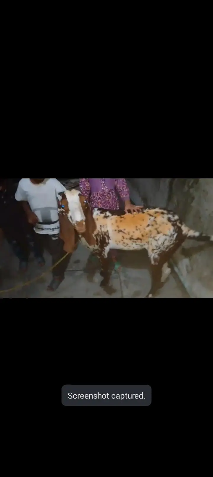 Makhi chini big size Bakri — photo 3
