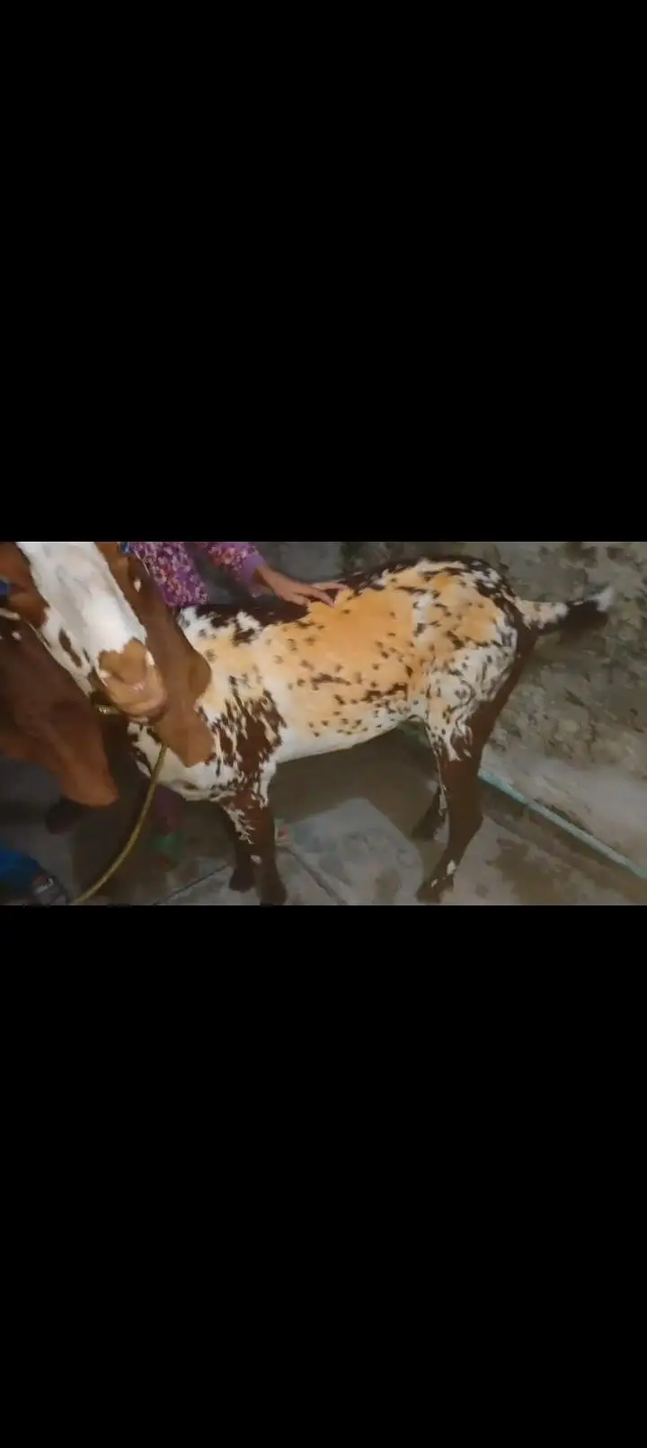 Makhi chini big size Bakri — photo 4