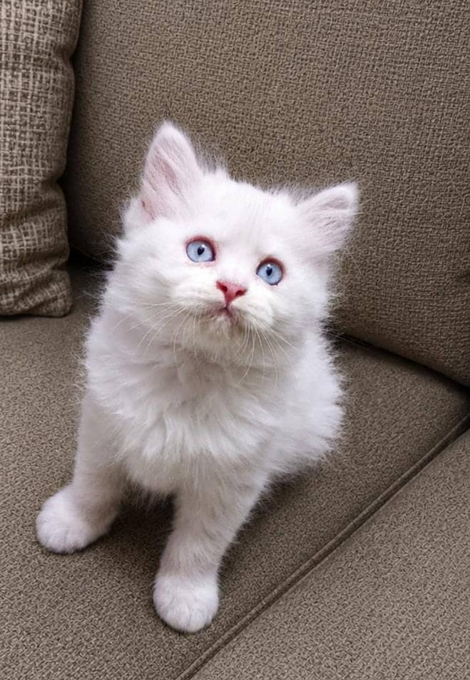Persian Kittens 0