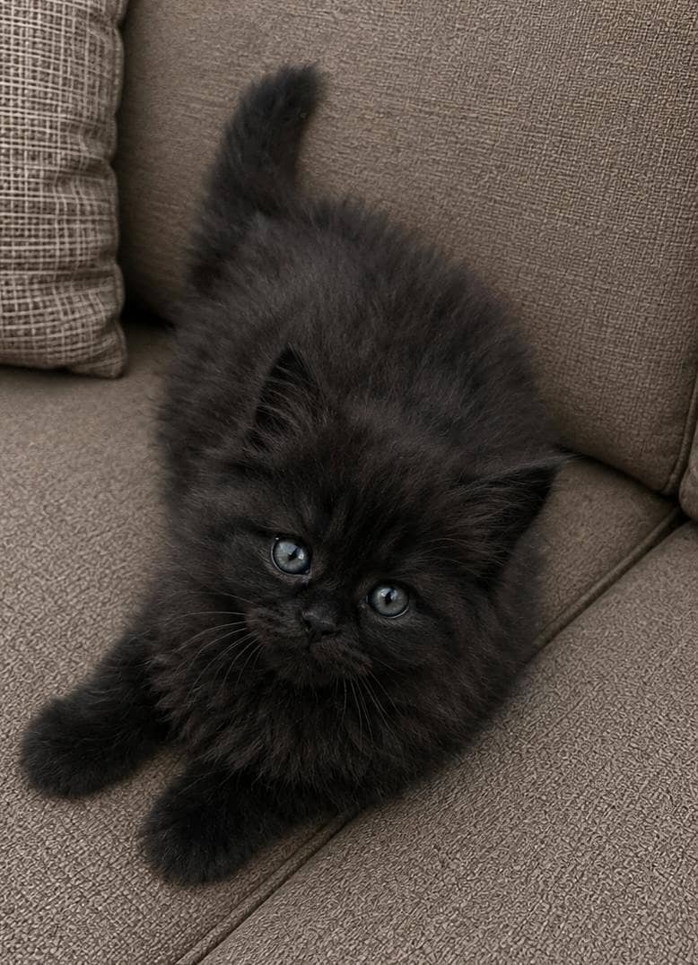 Persian Kittens 1