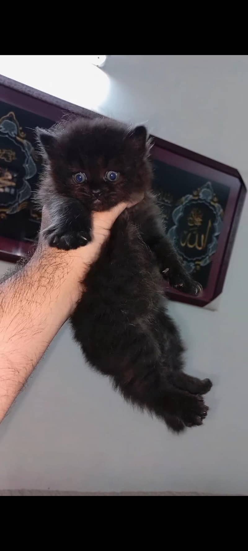 Persian Kittens 2