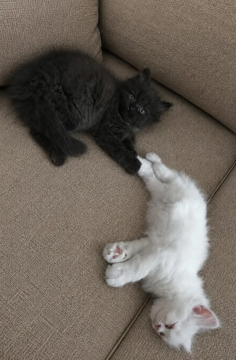 Persian Kittens — photo 4