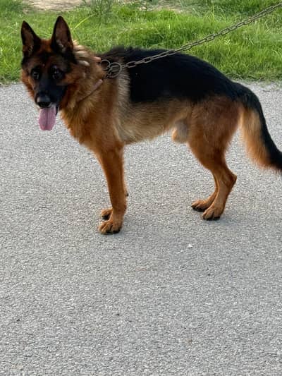 German shepherd