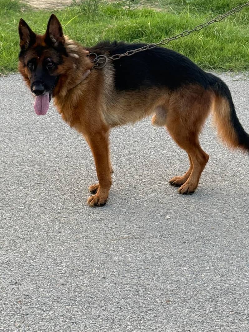 German shepherd 0