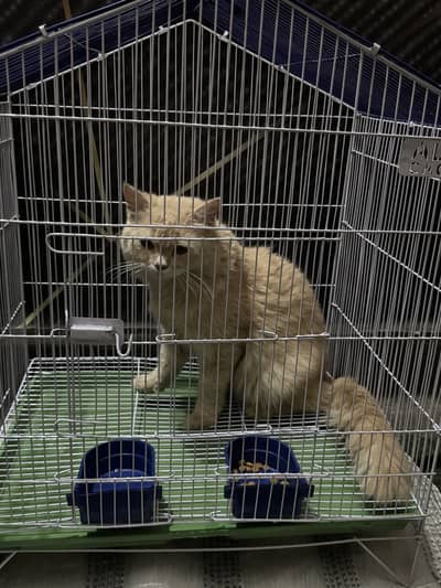 Cat for sale