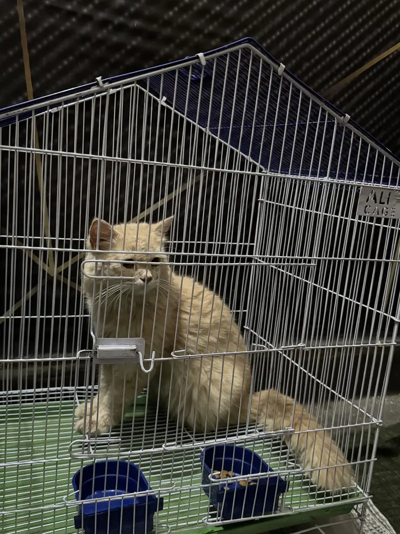 Cat for sale — photo 2