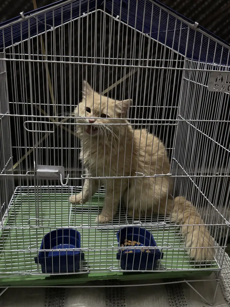 Cat for sale — photo 3