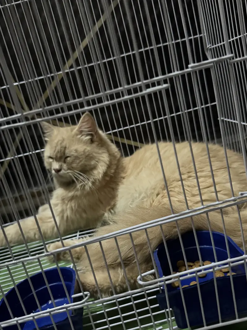 Cat for sale — photo 5