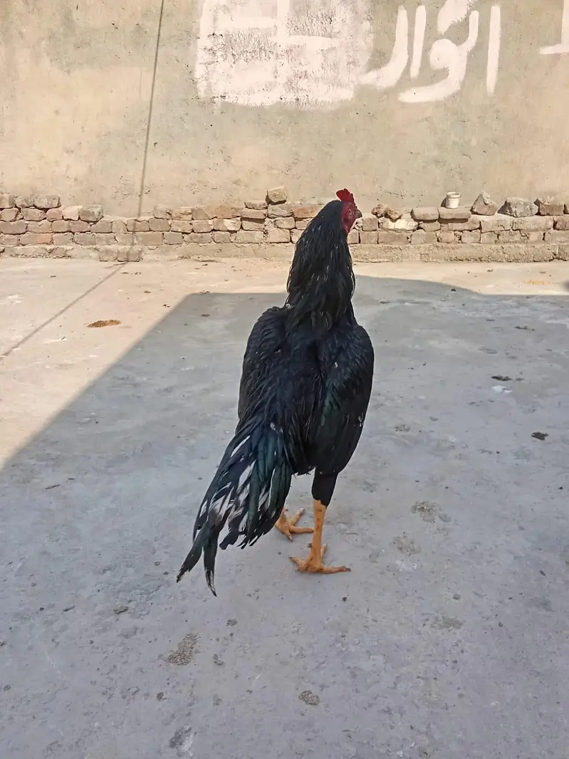 Mushka aseel — photo 2