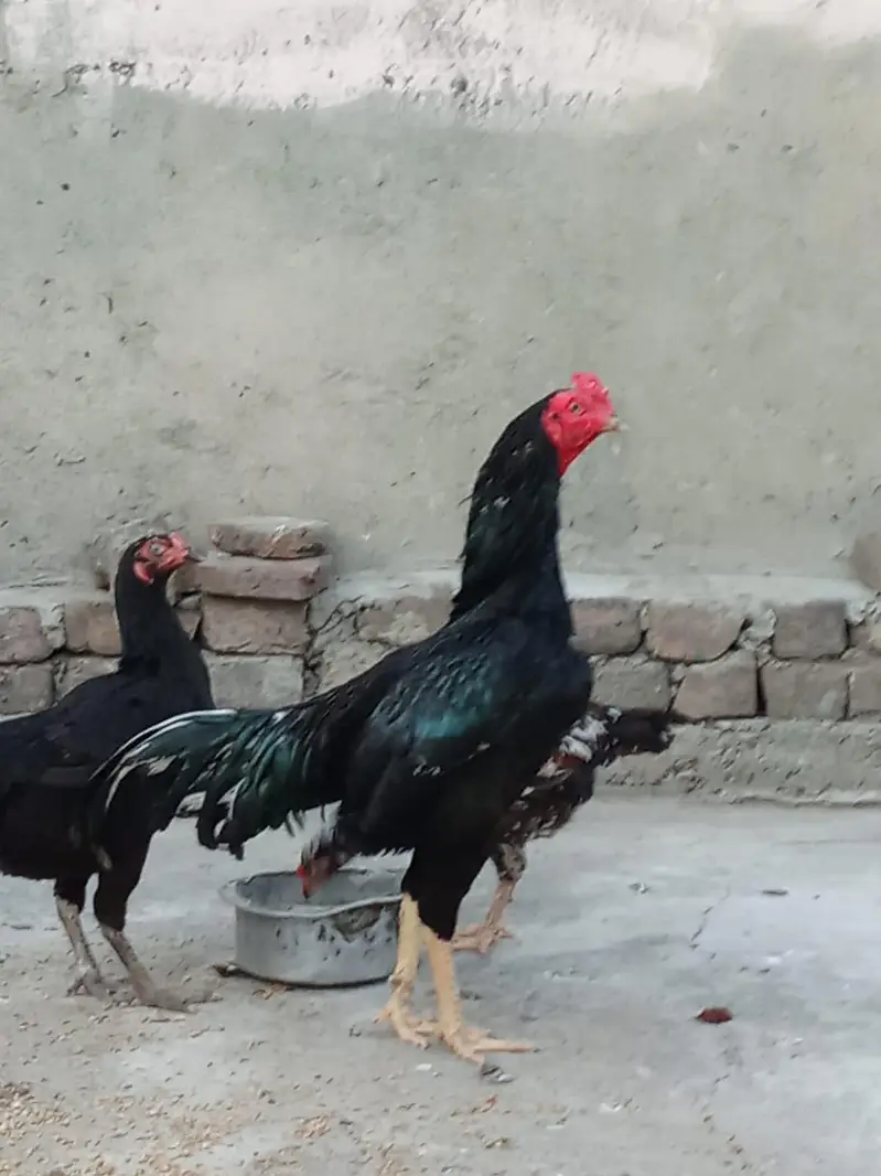 Mushka aseel — photo 3