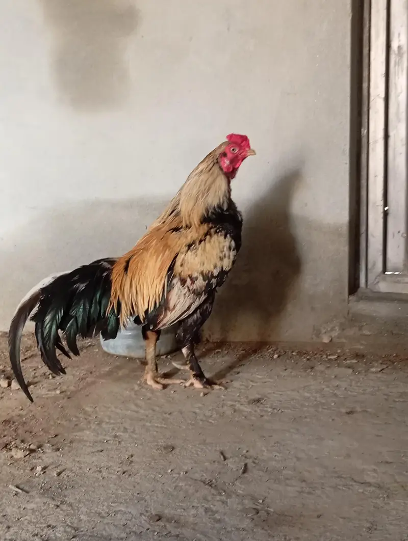 Aseel mianwali jawa — photo 3