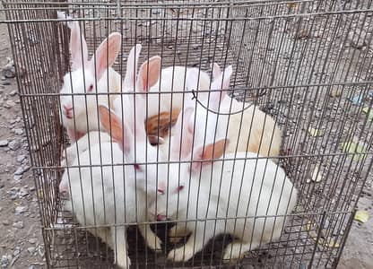 Red Easy Ingora Rabbits