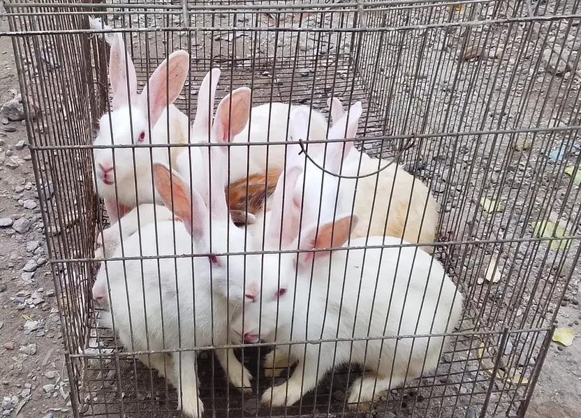 Red Easy Ingora Rabbits