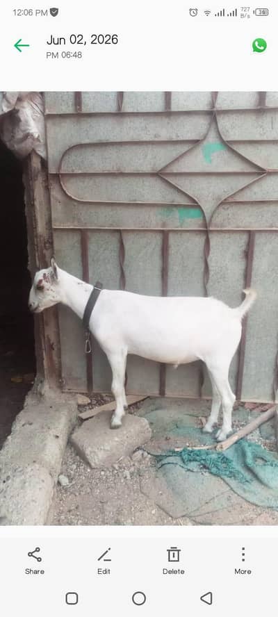 goat for sale