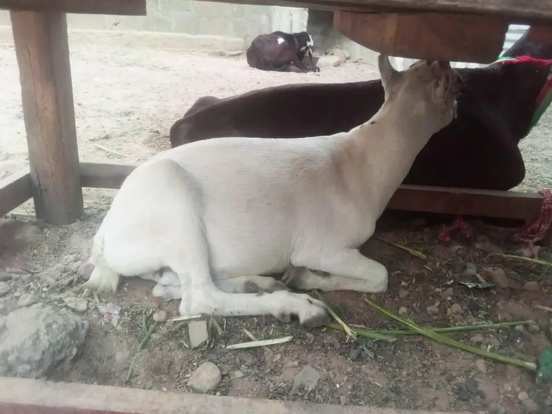goat for sale — photo 2