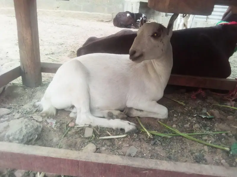 goat for sale — photo 3