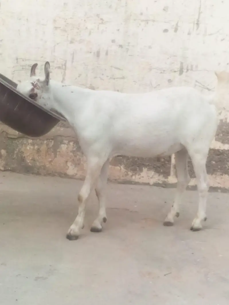 goat for sale — photo 4