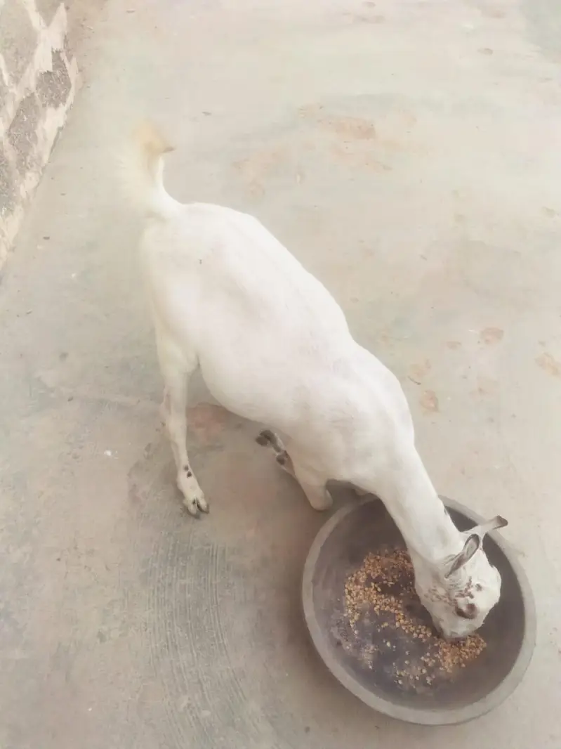 goat for sale — photo 5