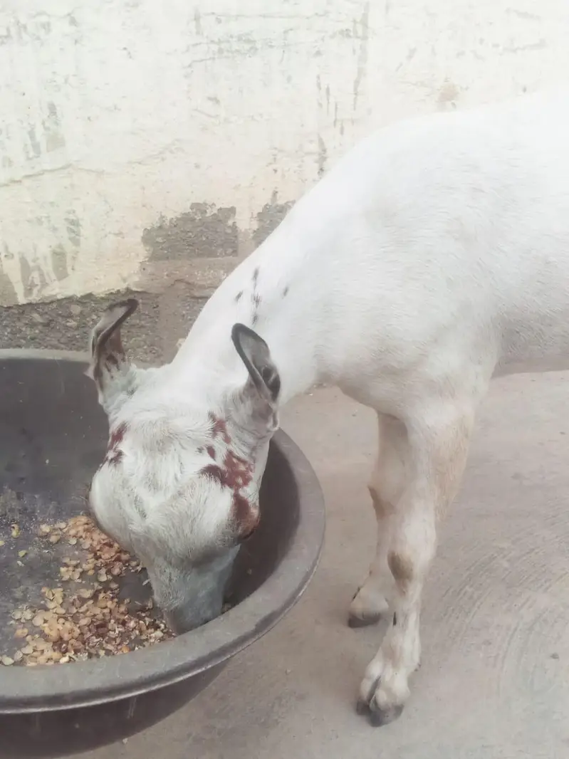 goat for sale — photo 6