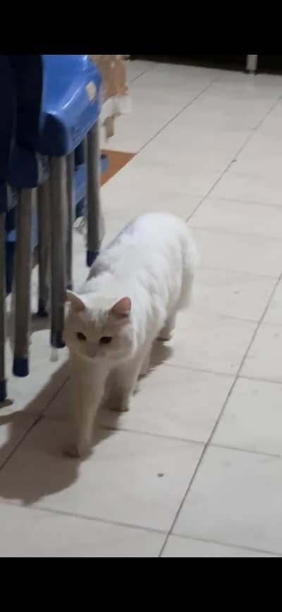 Cat for sale