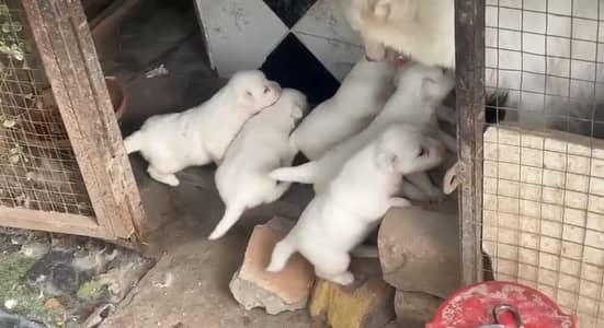 Russian puppies