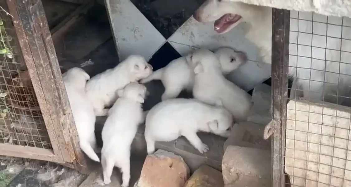 Russian puppies — photo 2