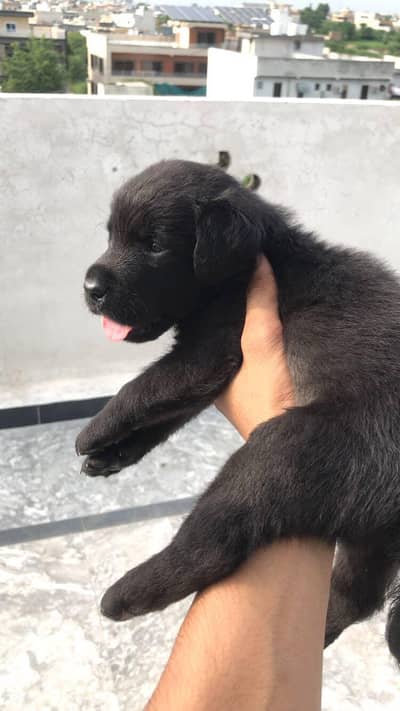 Pure Breed Labrador Puppies - Healthy, Playful, Home Raisied