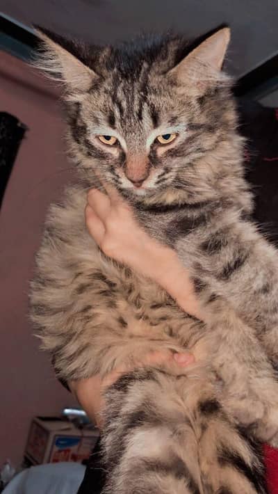 percian male cat 