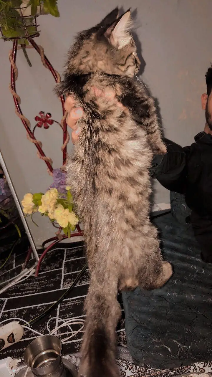 percian male cat  — photo 2